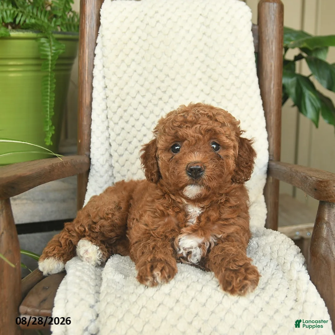 Mini Goldendoodle dogs for sale: Coral  - Ad 3