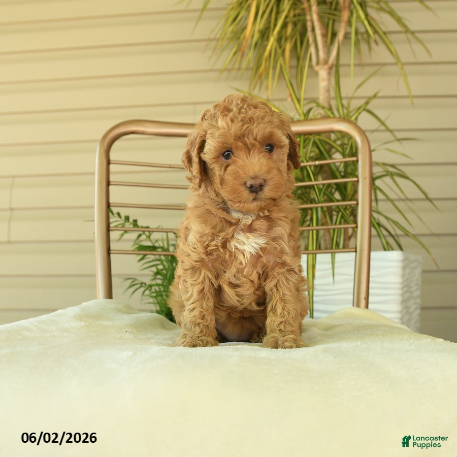 Miniature Poodle dogs for sale: Maggy - Ad 1