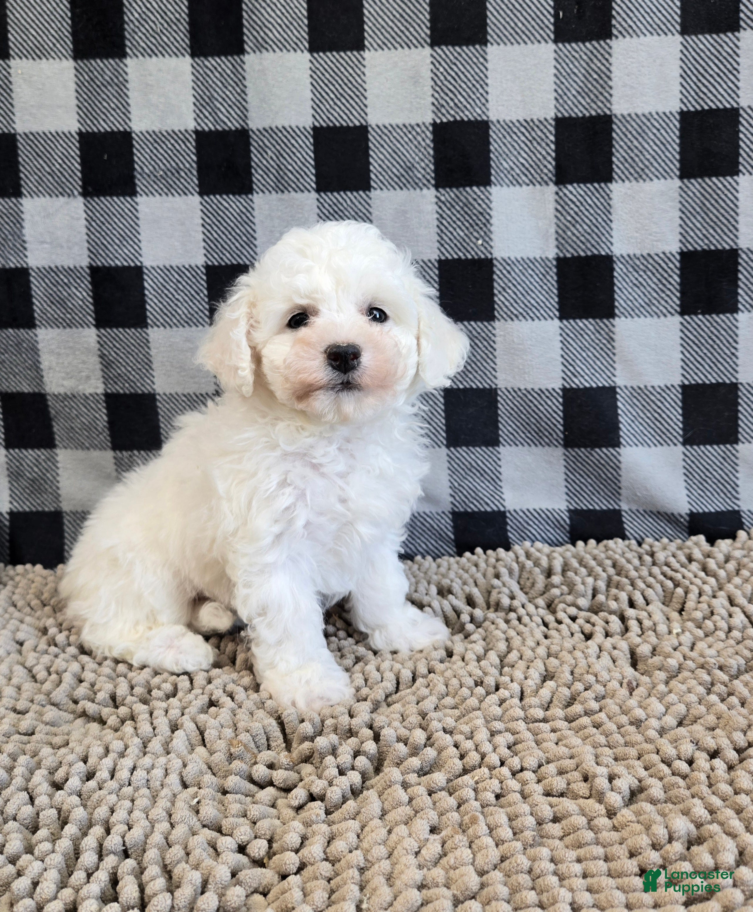 Bichon Frise dogs Belle - Ad 1