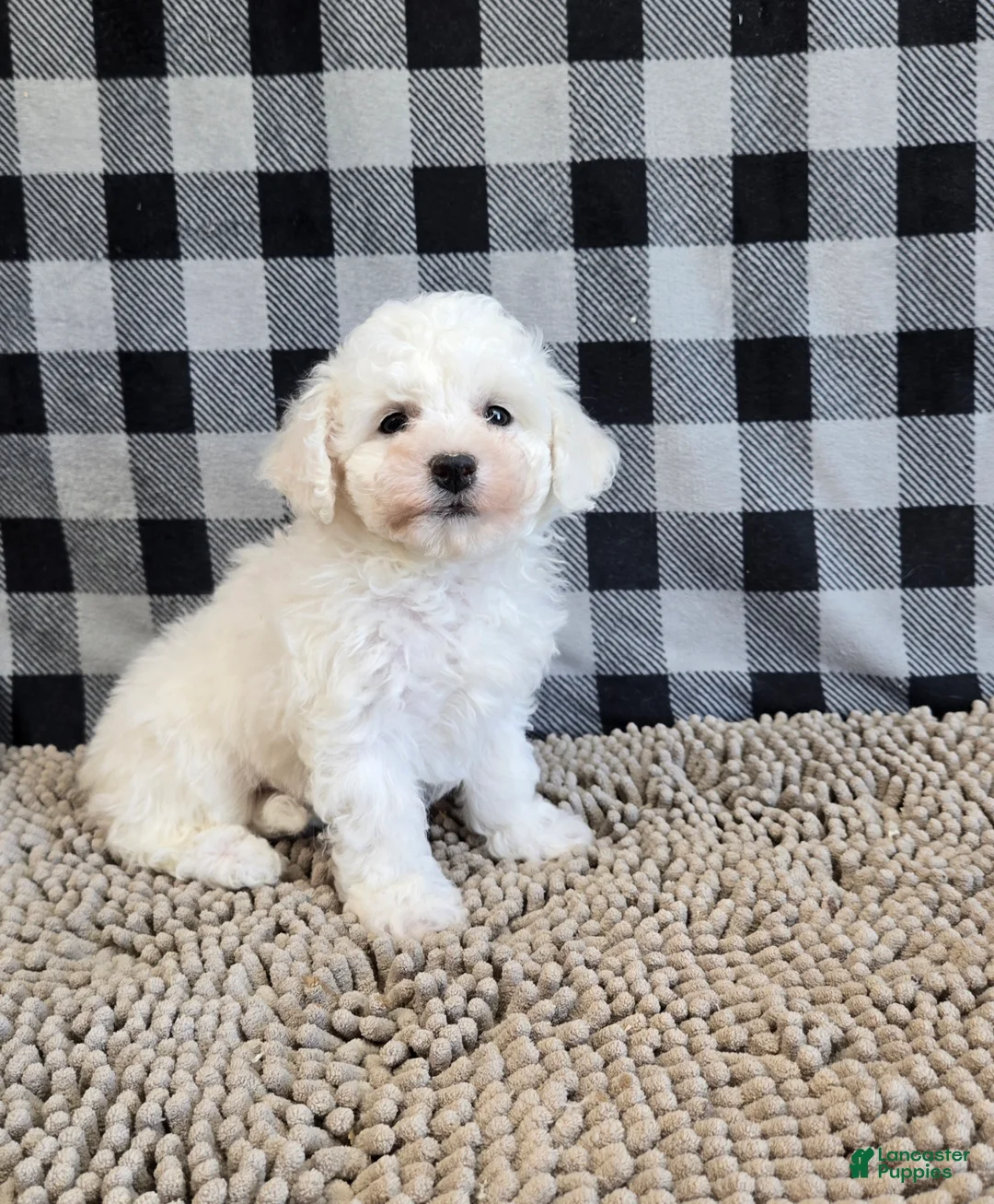 Bichon Frise dogs for sale: Belle - Ad 1