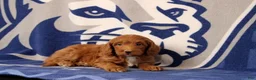 Mini Goldendoodle dogs for sale: Eore - Ad 1