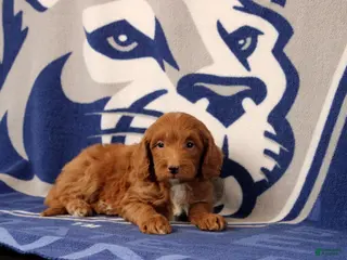 Mini Goldendoodle dogs for sale: Eore - Ad 4