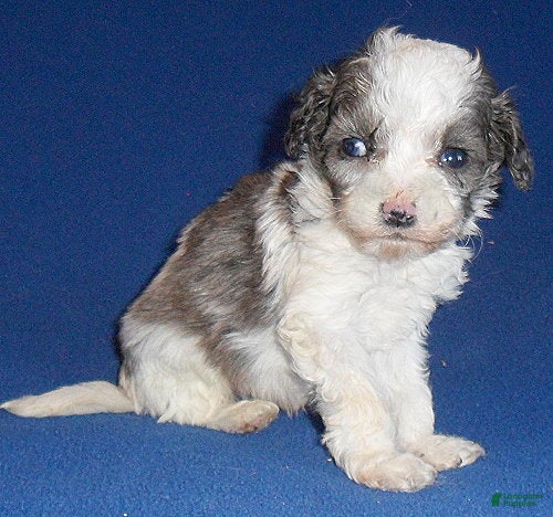 Cockapoo dogs Ringo - Ad 2