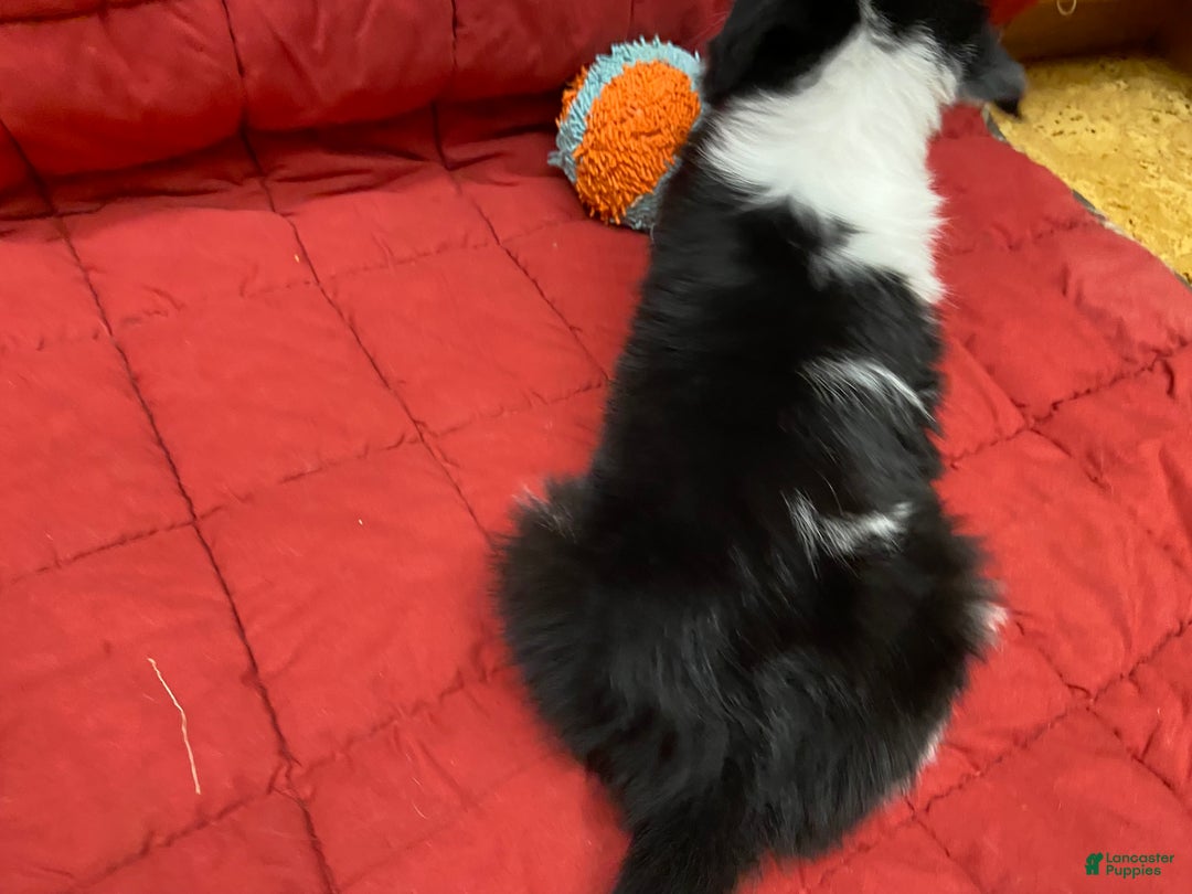 Border Collie dogs for sale: Remy - Ad 5