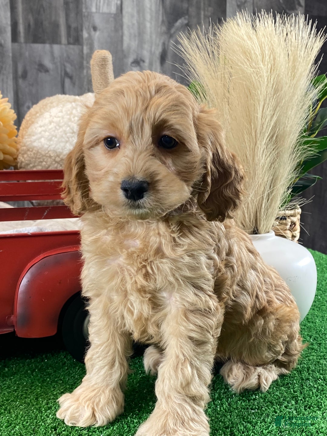 Cockapoo dogs for sale: Nala - Ad 2