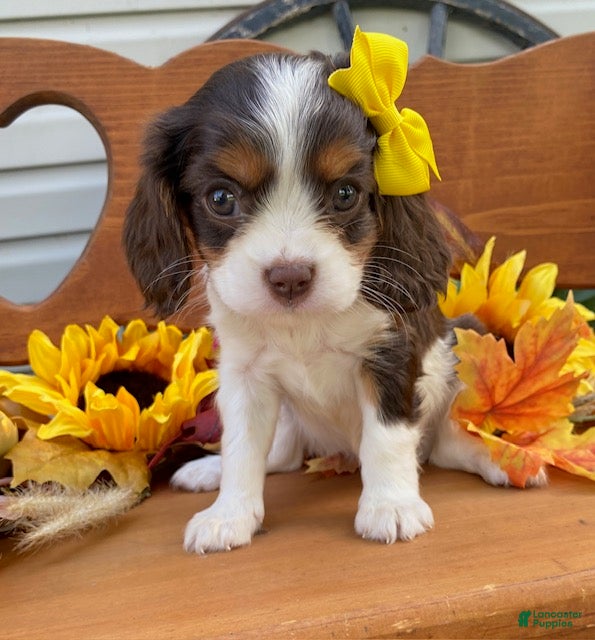 Cavalier King Charles Spaniel dogs Harper- Chocolate tri - Ad 1