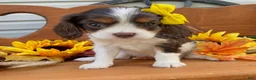Cavalier King Charles Spaniel dogs for sale: Harper- Chocolate tri - Ad 1