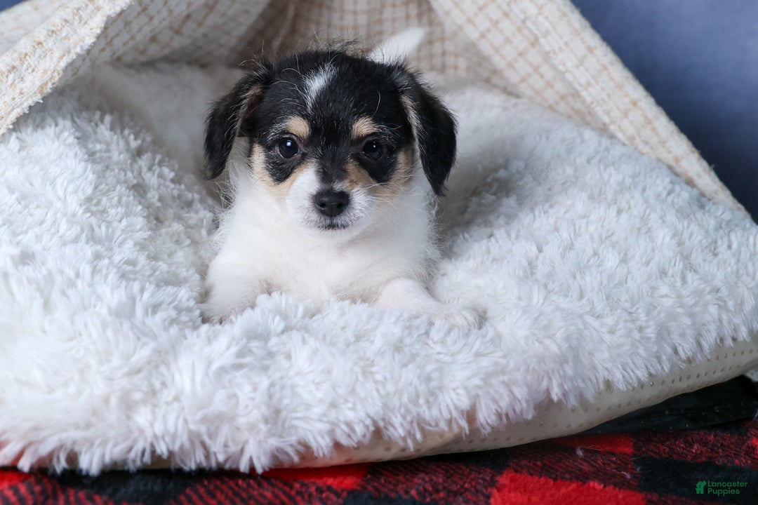 Chipoo dogs for sale: Kenzie - Ad 10