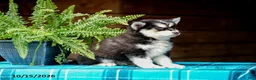 Pomsky dogs for sale: Richard - Ad 3