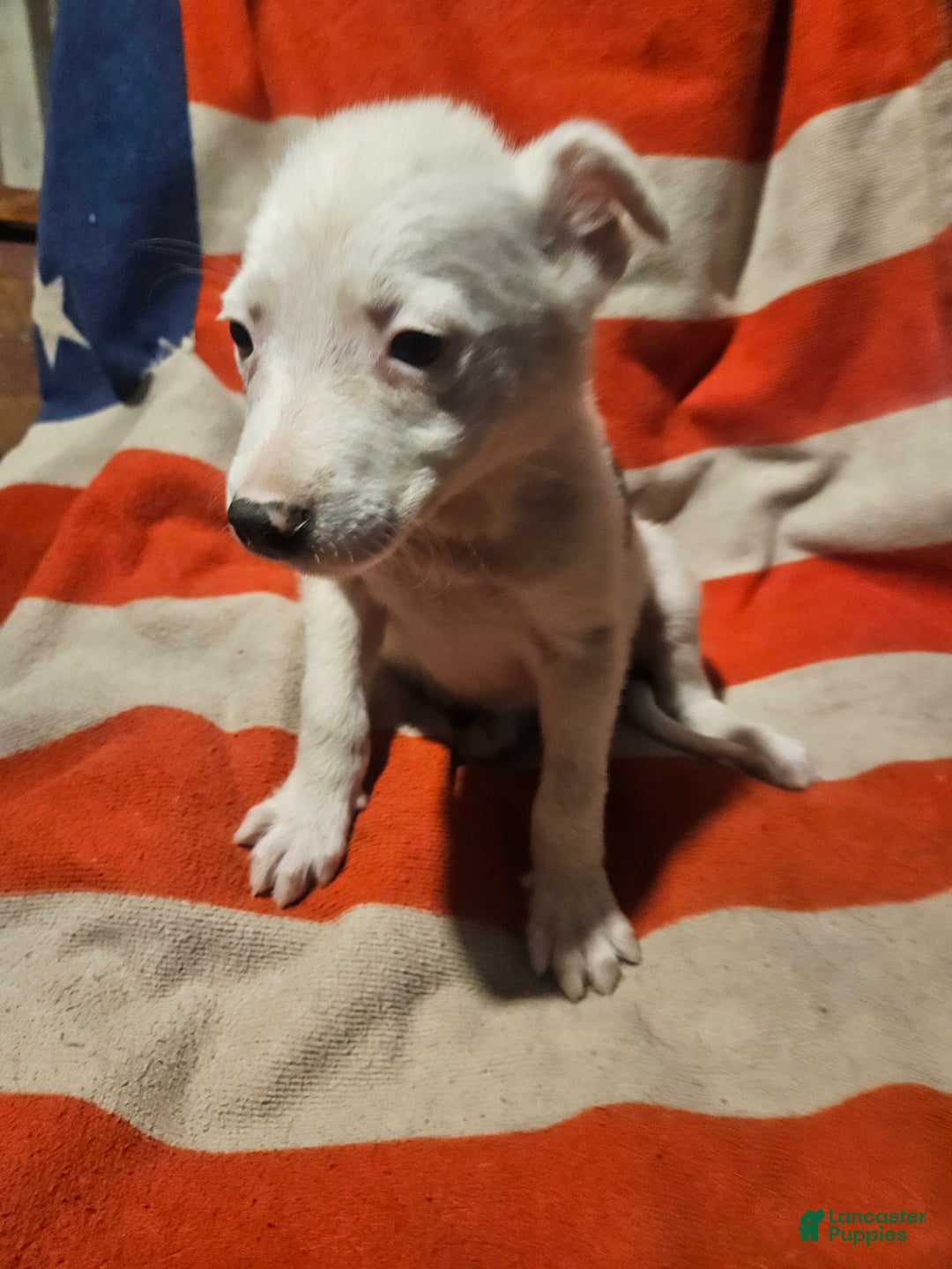 Border Collie dogs for sale: Dreami (Runt) - Ad 29