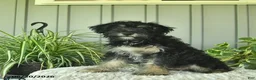Yorkiepoo dogs for sale: Beetle  - Ad 3