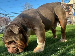 English Bulldog dogs Kodak - Ad 4