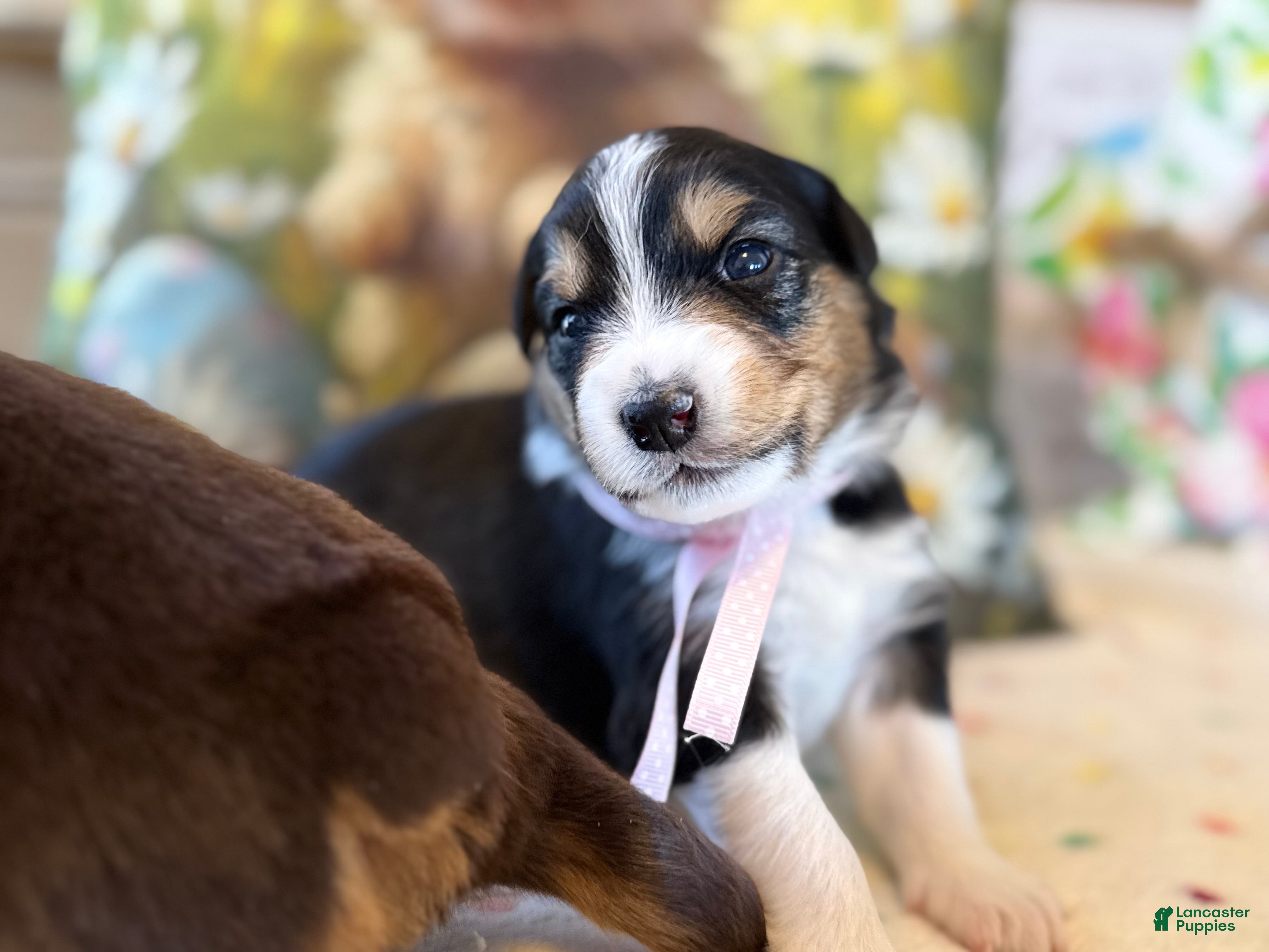 Australian Shepherd dogs Australian Shepherd Puppy 8 - Ad 33