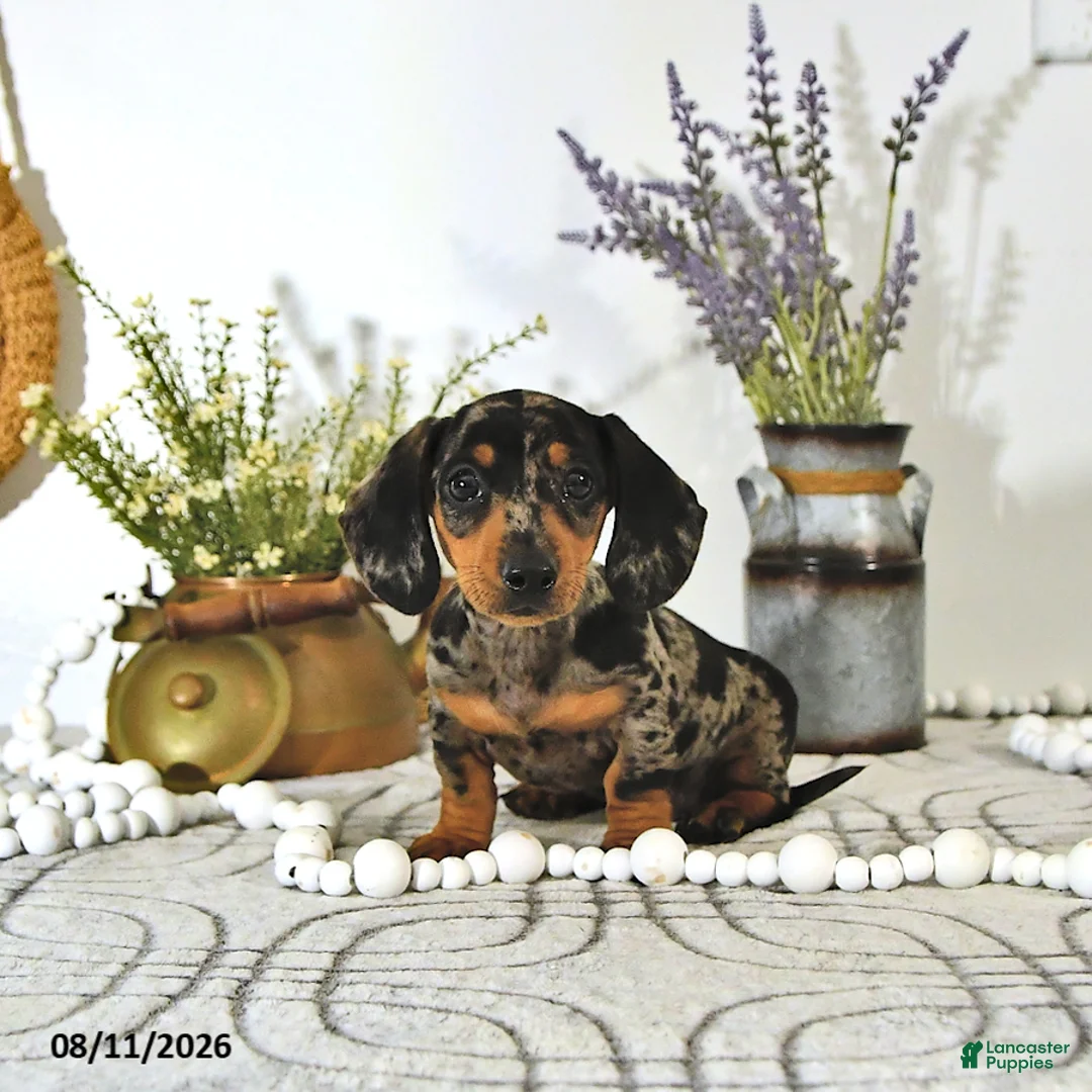 Miniature Dachshund dogs for sale: Percy - Ad 1