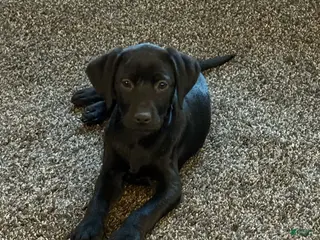 Mixed Breed dogs Mixed Breed Puppy 4 - Ad 16