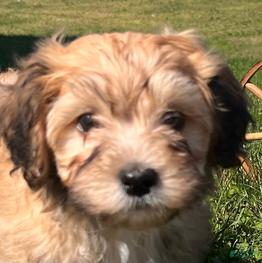 Havanese dogs Diamond❤️AKC Call today - Ad 2