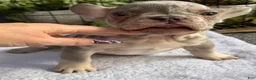 French Bulldog dogs for sale: Bronx  - Ad 5