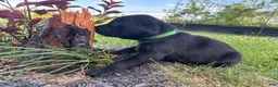 Mixed Breed dogs for sale: Tango - Ad 5