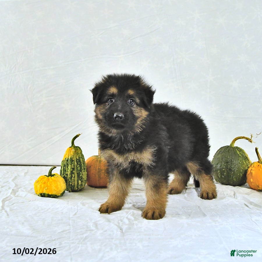 German Shepherd dogs Izzy - Ad 2