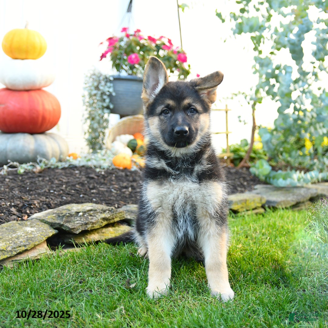 German Shepherd dogs for sale: Victoria - Ad 3