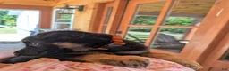 German Shepherd dogs for sale: ♥️SWEET ANNA♥️ - Ad 5
