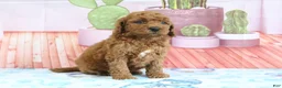 Mini Goldendoodle dogs for sale: Pansey - Ad 1