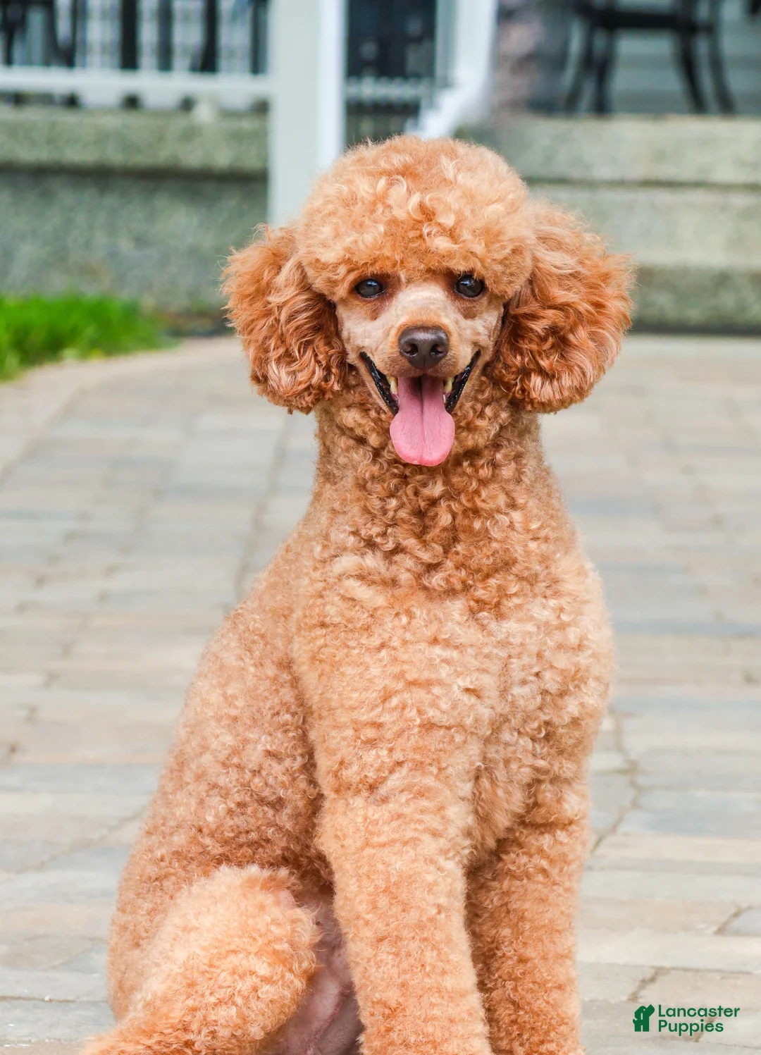 Cavapoo dogs for sale: Illius - Ad 8