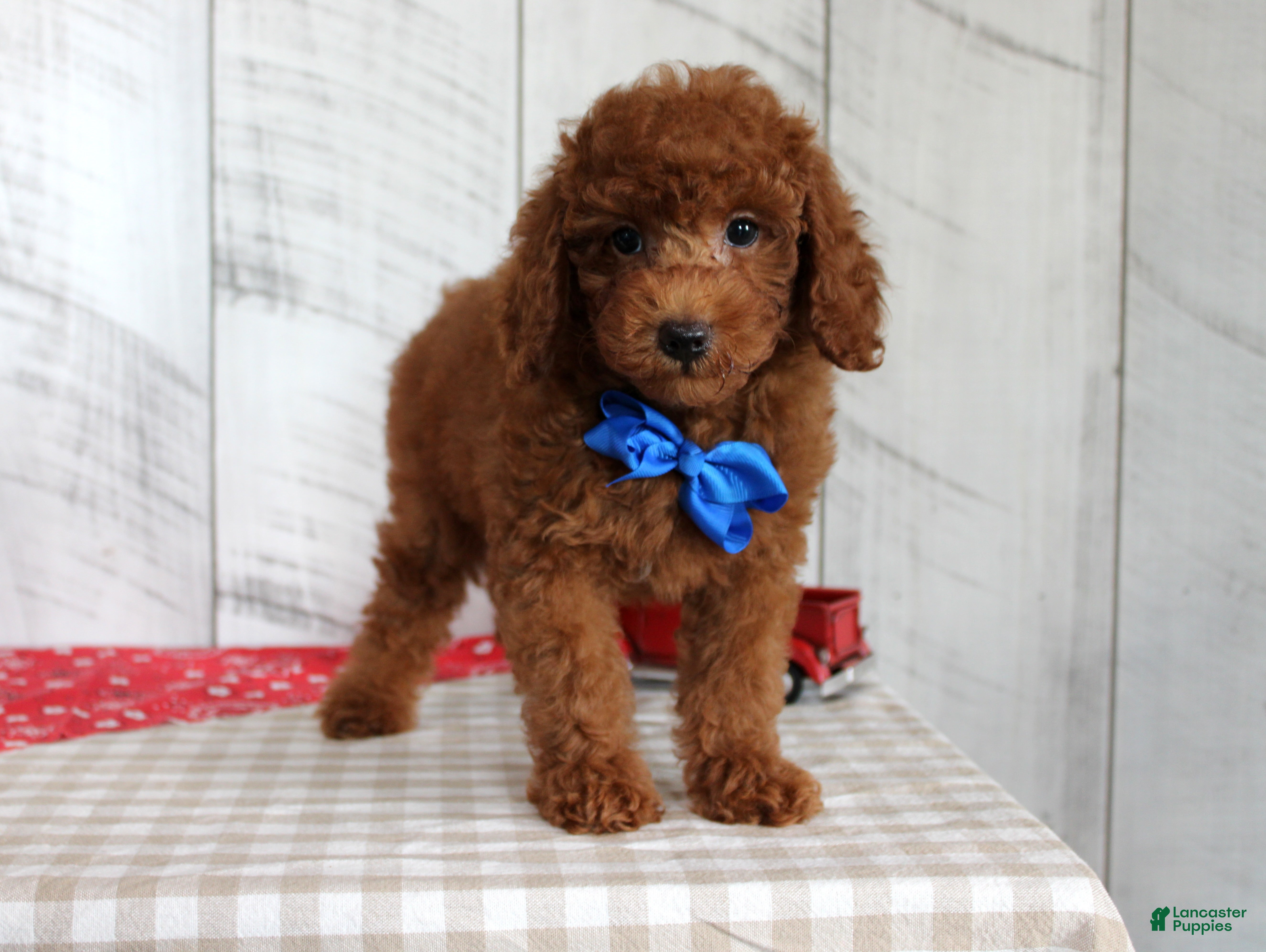 Mixed Breed dogs Flame - Ad 13