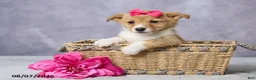Welsh Corgi Pembroke dogs for sale: Abby - Ad 3