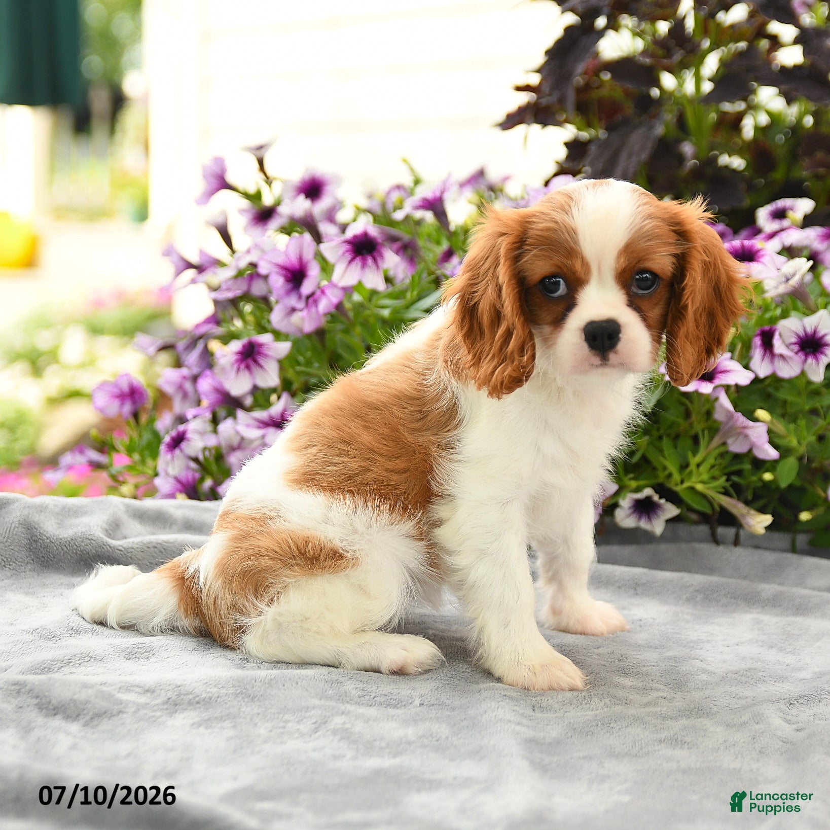 Cavalier King Charles Spaniel dogs Colette - Ad 2