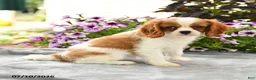 Cavalier King Charles Spaniel dogs for sale: Colette - Ad 2