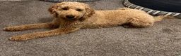 Labradoodle dogs for sale: Bruno - Ad 17
