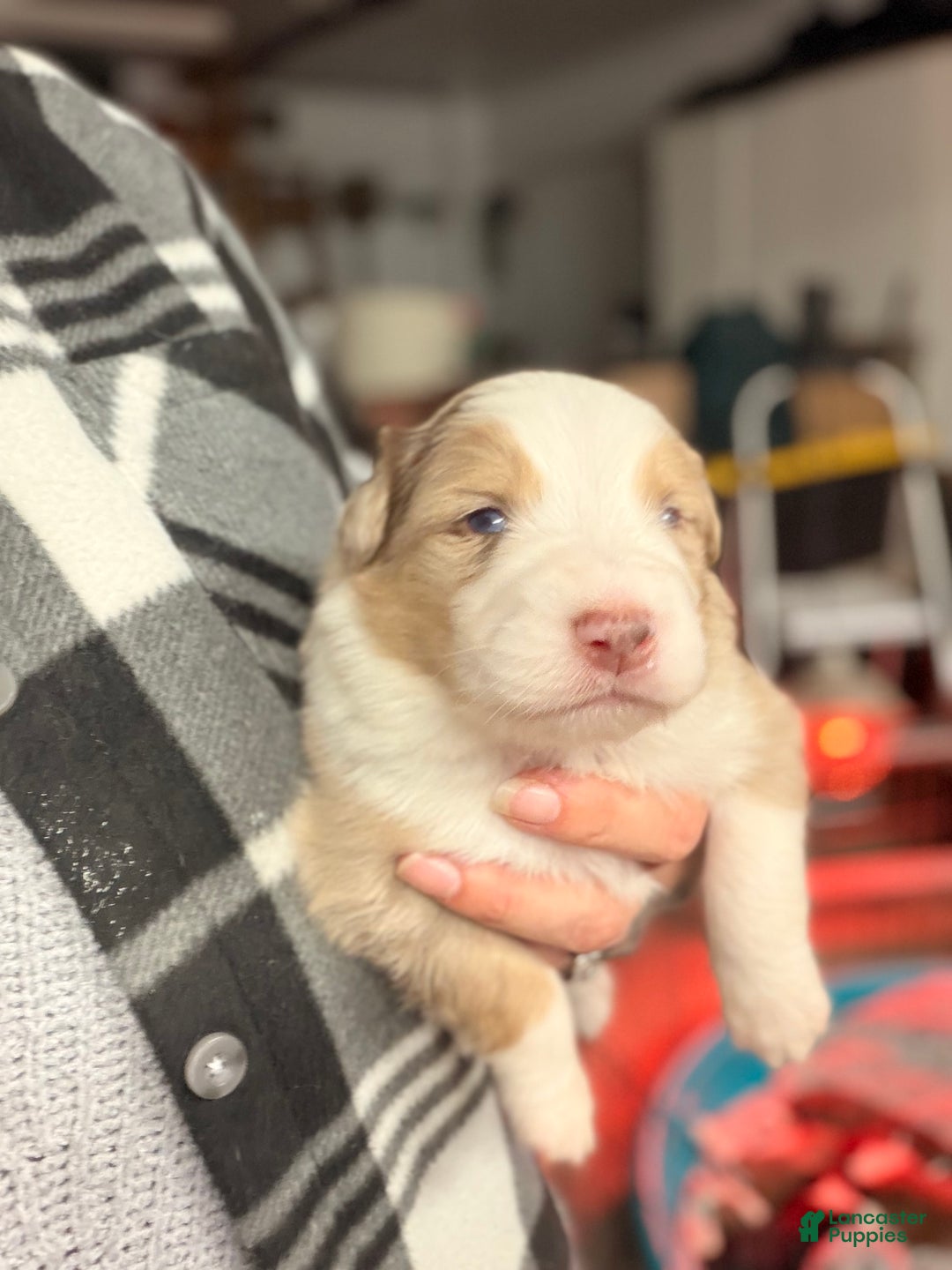 Australian Shepherd dogs for sale: Australian Shepherd Puppy - Hamilton  - Ad 4