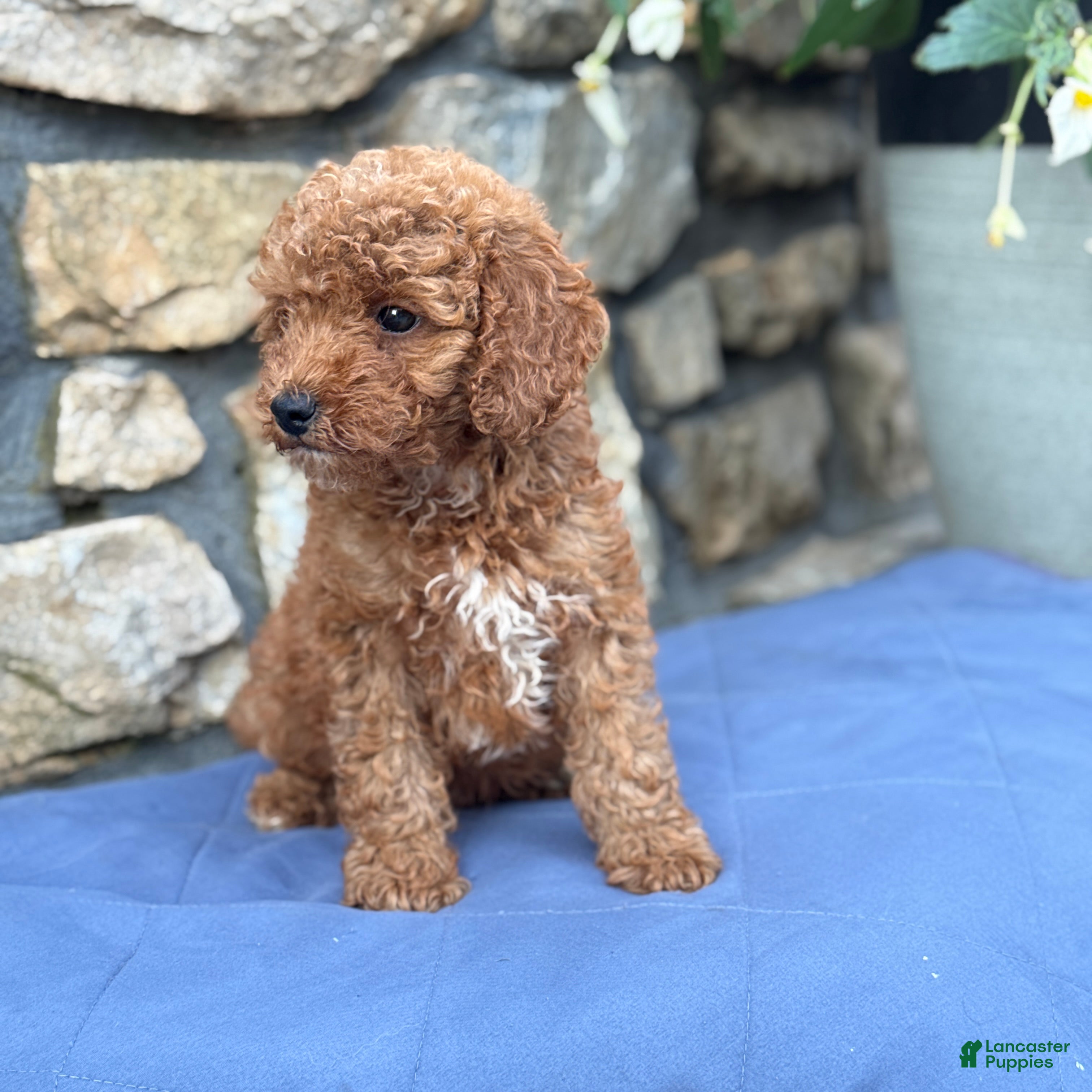 Miniature Poodle dogs Max - Ad 2