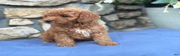 Miniature Poodle dogs for sale: Max - Ad 2