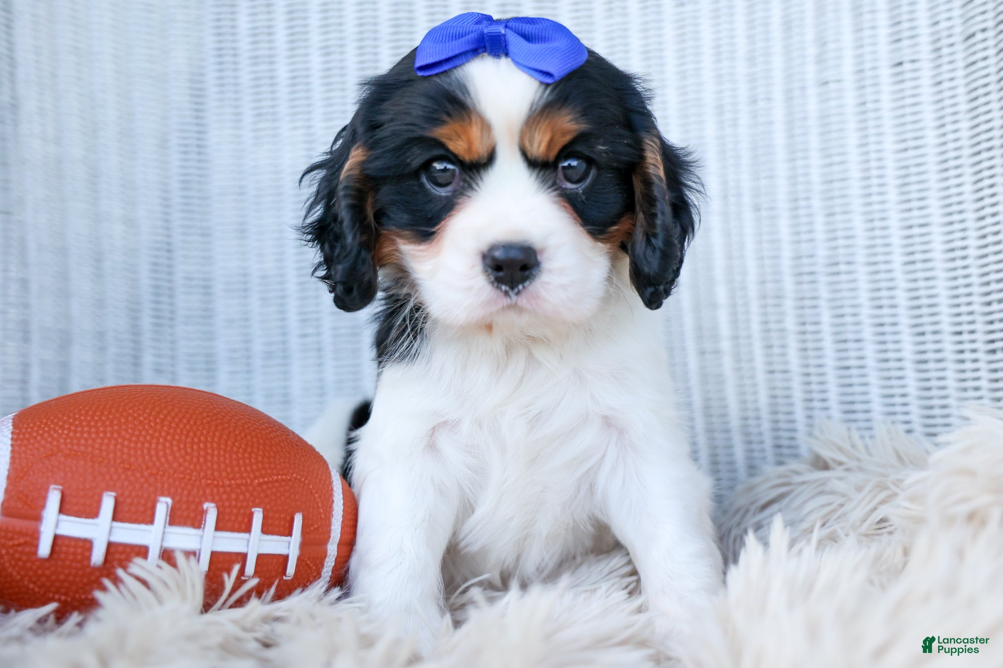 Cavalier King Charles Spaniel dogs Walker 🩵 - Ad 1
