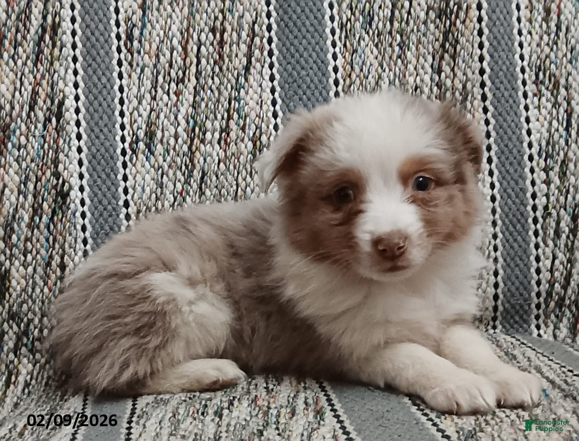 Miniature Australian Shepherd dogs Cookie - Ad 28