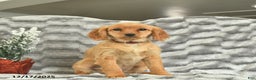 Miniature Golden Retriever dogs for sale: Ribbon  - Ad 3