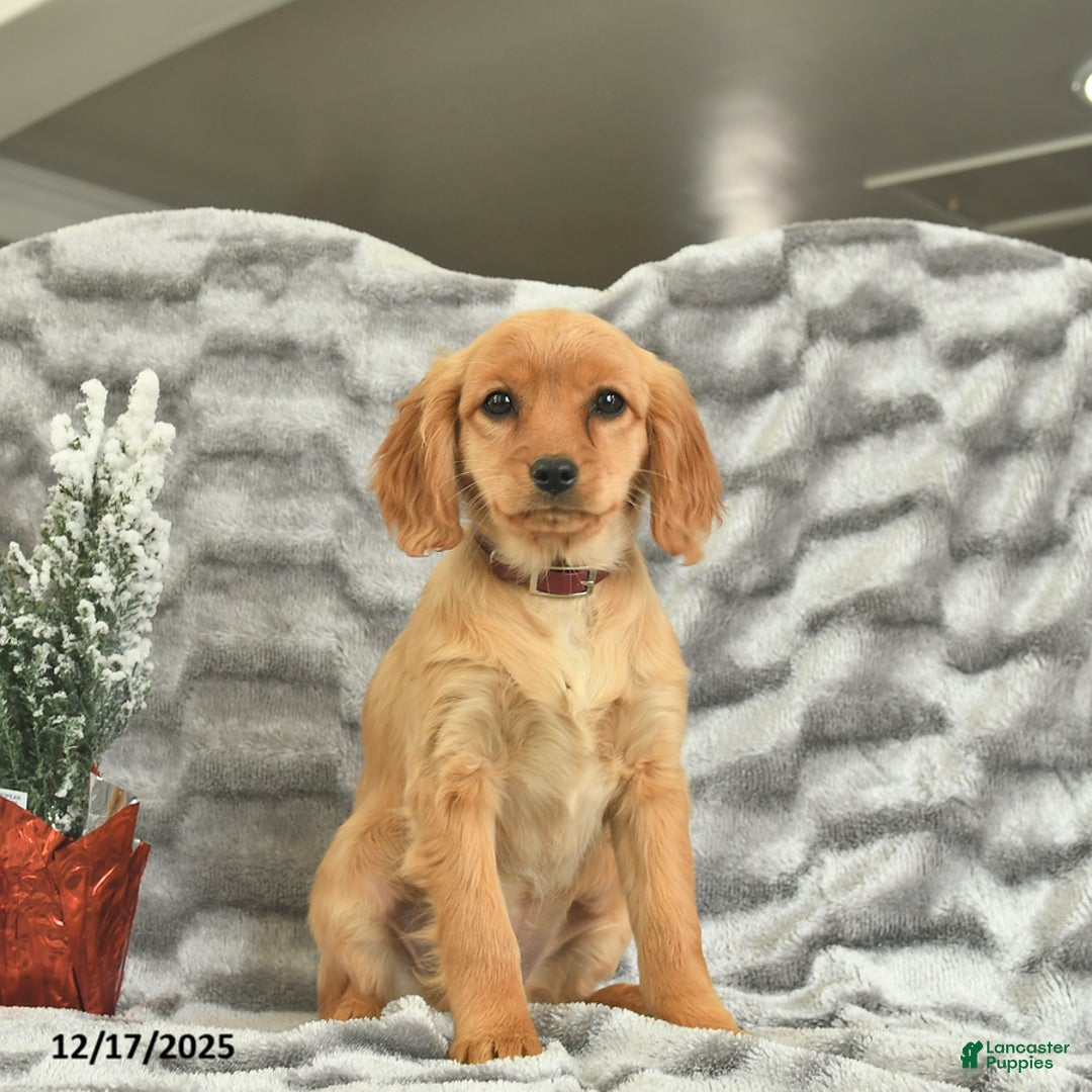 Miniature Golden Retriever dogs for sale: Ribbon  - Ad 3