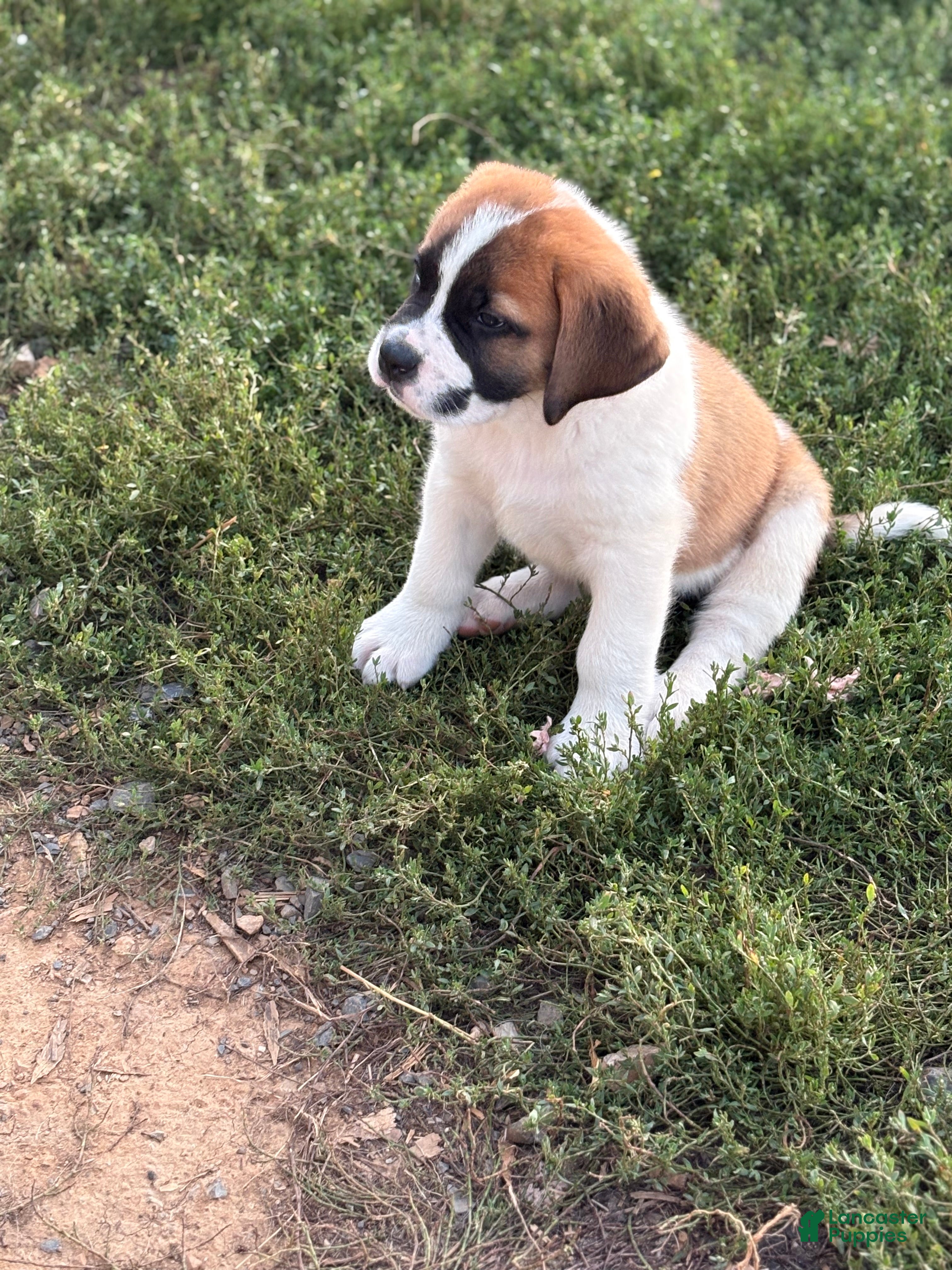 Saint Bernard dogs Tracker - Ad 2