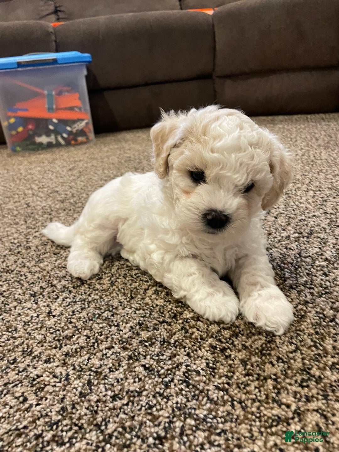 Mixed Breed dogs for sale: Frank - Ad 2