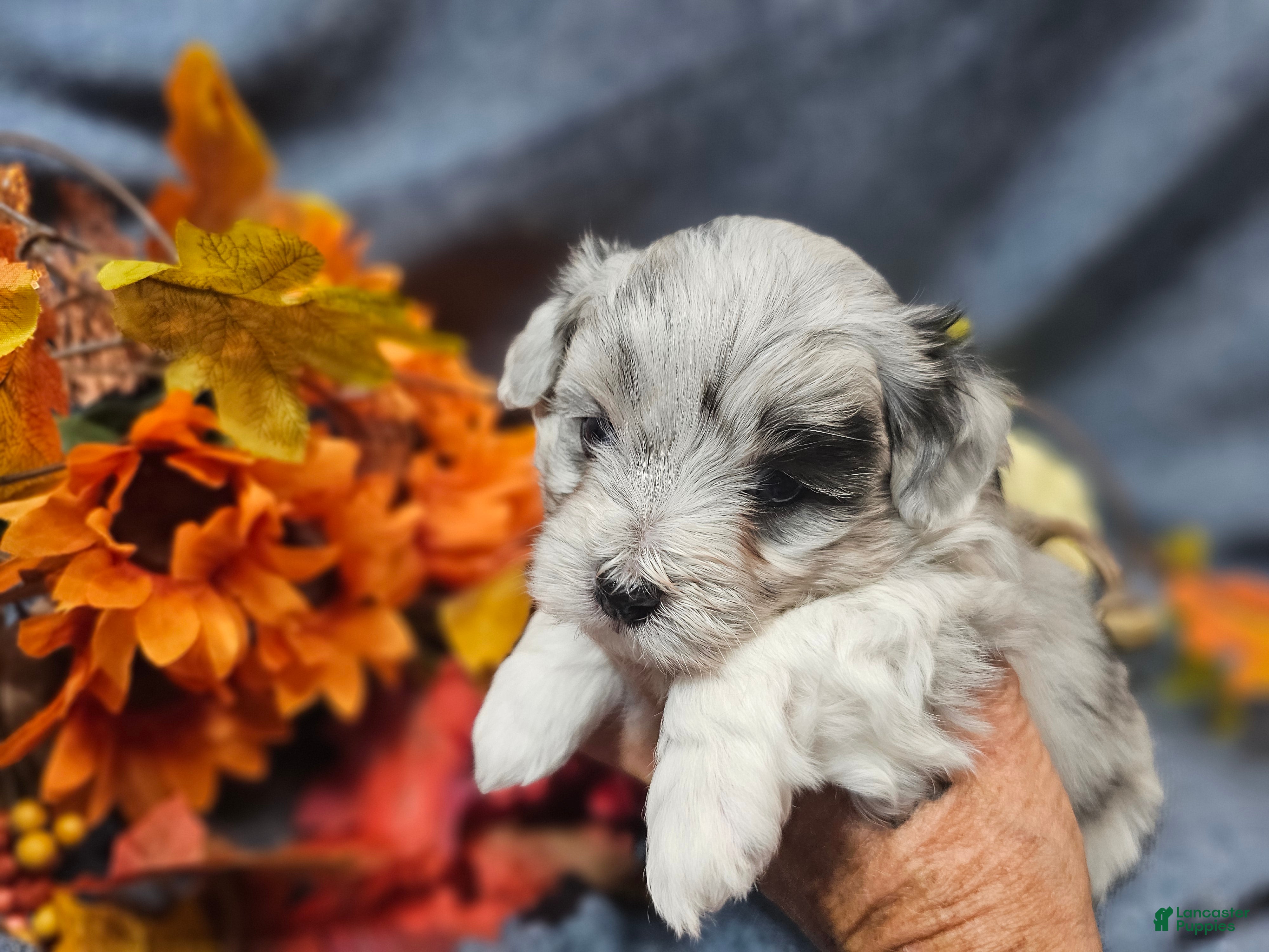 Maltipoo dogs Jazz - Ad 1
