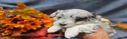 Maltipoo dogs for sale: Jazz - Ad 1