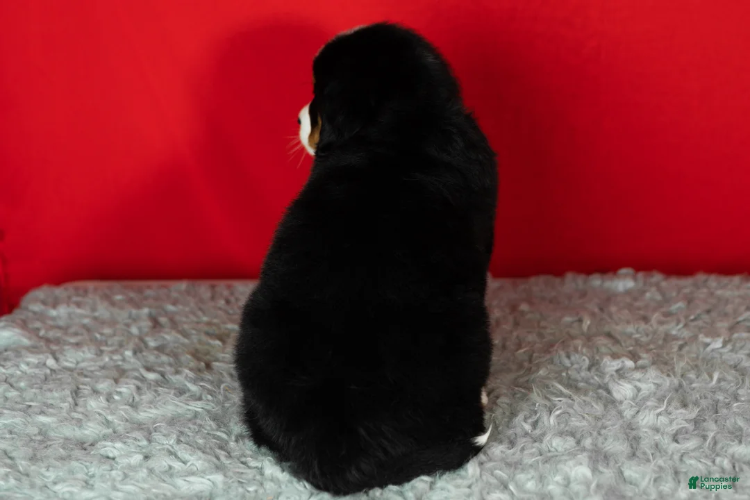 Bernese Mountain Dog dogs for sale: Bernie - Ad 6