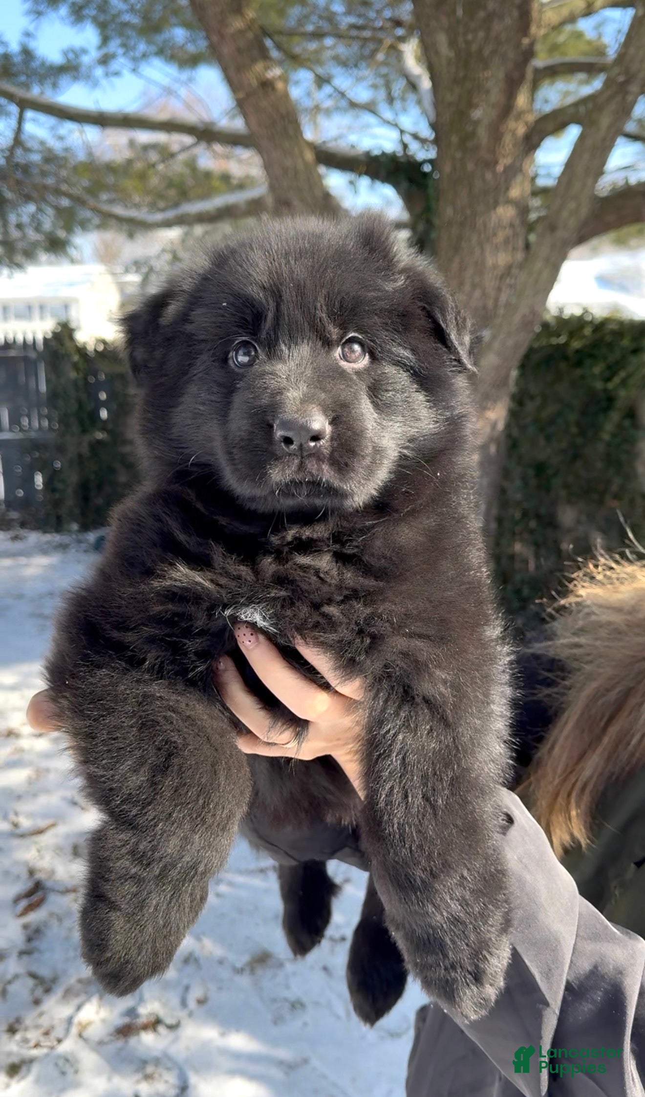 German Shepherd dogs Stormi - Ad 14