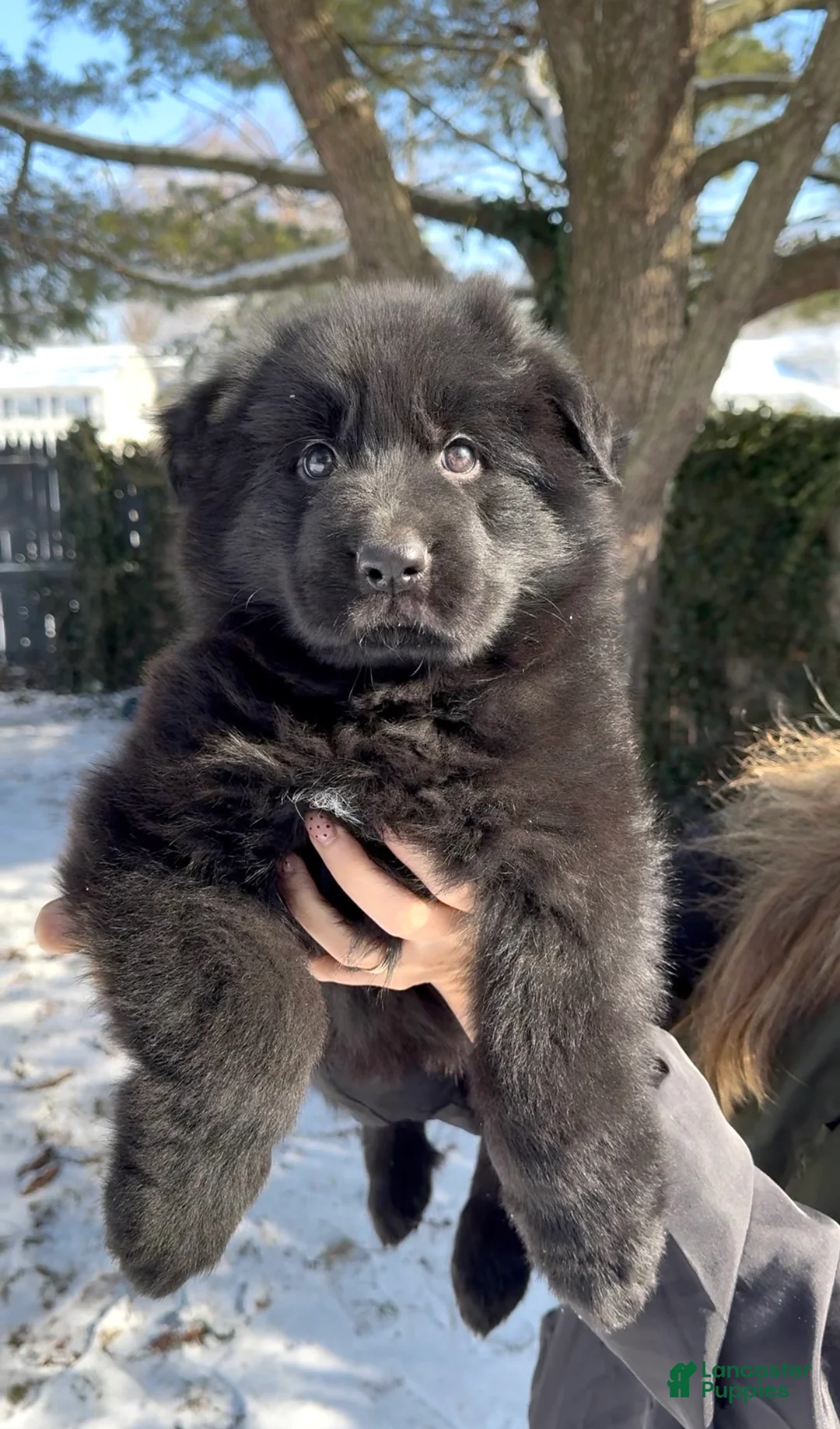 German Shepherd dogs for sale: Stormi - Ad 1