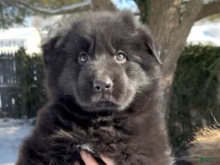 German Shepherd dogs Stormi - Ad 14