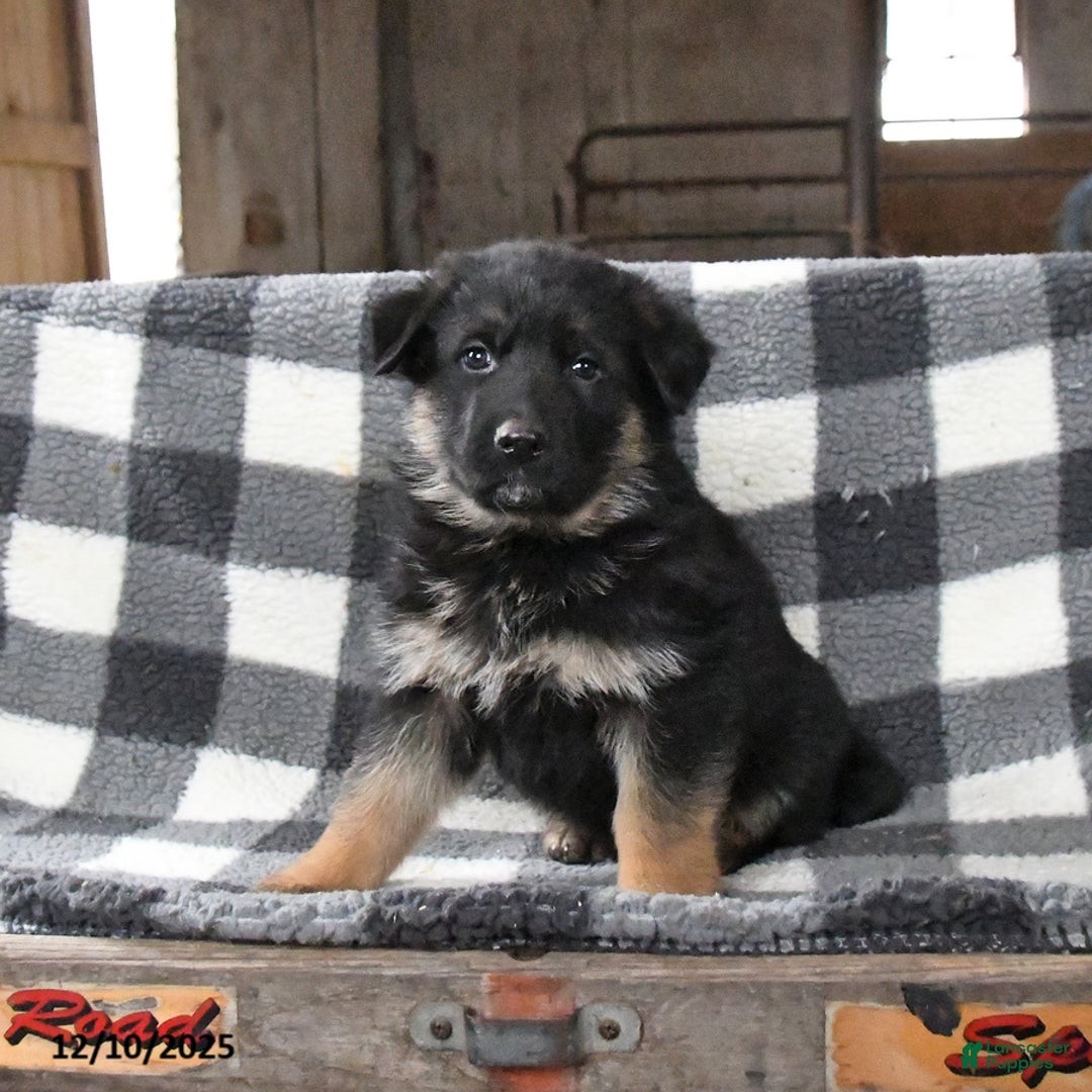 German Shepherd dogs for sale: Hickory - Ad 1