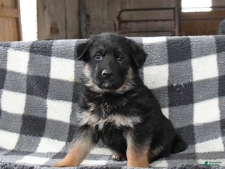 German Shepherd dogs for sale: Hickory - Ad 2