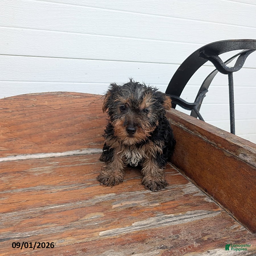 Yorkshire Terrier dogs Prince - Ad 1